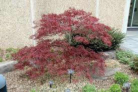 Red Dragon Japanese Maple Acer Palmatum 39 Red Dragon 39 At English Gardens Red Dragon Japanese Maple Japanese Maple Japanese Landscaping