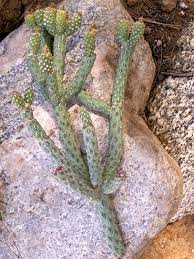 These cactus spines are extremely painful. Pencil Cholla Cactus Starts Thank You Very Much For All The Extras Nice Stuff And You Were Right That Pruple Chol Cactus Pencil Cactus Cactus And Succulents