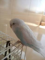 Muhabbet Kusu Goz Cevresinde Sarilik Muhabbet Kusu Forumu Muhabbetkusu Com Tr