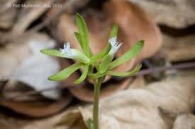 Image result for Nervilia petraea