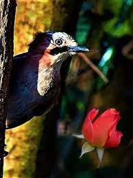 gunay coban gunaycoban twitter animals birds bird