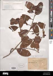 Image result for Brackenridgea