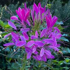 Image result for Cleome