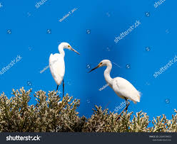 Image result for Actiniopteris dimorpha