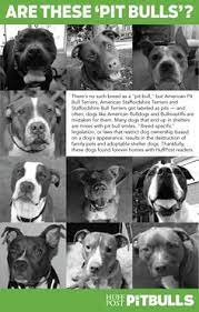 44 Dogs Ideas Dogs Pitbulls Pets