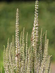 It creates structure and contrast planted with grasses in mixed herbaceous borders. Kandelaberehrenpreis Diana Expertenwissen Zu Dieser Staude