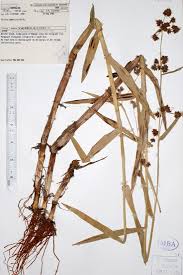 Image result for Fuirena abnormalis