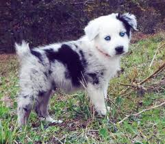 Australian Sheepdog Black And White Phantom The Australian Shepherd Pictures My Favorite Dogs Ever I Will Have One Yes I Will Puppies Australian Shepherd Puppies Australian Shepherd