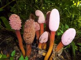 Image result for Balanophoraceae
