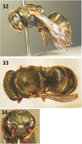 Image result for Leysera tenella