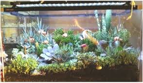 Repurposed Old Fish Tank Makes A Splendid Succulent Showcase Succulent Contain Fishtankideas Fish Tank Garden Diy Succulent Terrarium Fish Tank Terrarium