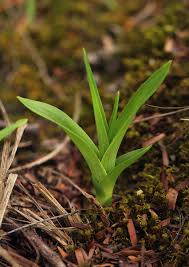 Image result for Polystachya dendrobiiflora