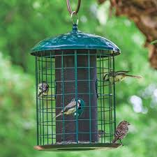 Caged Bird Feeders For Small Birds Uk Squirrel Proof Caged Feeder Feeder Hanging Bird Feeders Spring Hill Nursery