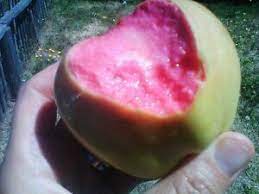 See our annual schedule, pricing charts, and wholesale info. Malus Domestica Cultivar Pink Pearl Rosa Apfel Fruchte 5 Frische Samen Ebay