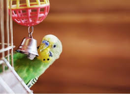 Search through thousands of adverts for birds for sale in the uk, from pets4homes, the uks most popular free pet classifieds. Nc Uj5adgs3 Rm