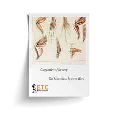 Image result for Phyla