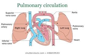 Pulmonary Circulation Photos 2 888 Pulmonary Stock Image