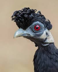 Name Small Birds Of South Africa Pin On Birds