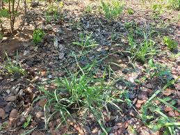 Image result for Raphionacme globosa