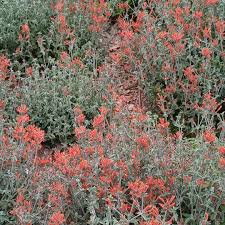 Image result for Dicliptera pumila