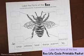 Bee Life Cycle Worksheets Bee Life Cycle Life Cycles Bee Activities