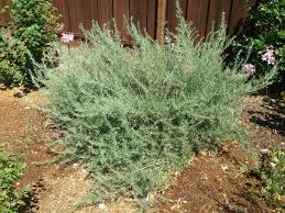 Image result for Atriplex