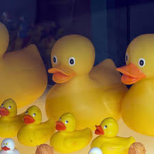 Colorful Wood Duck Framed Print by Kenneth Albin