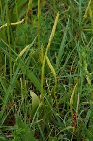 Image result for Ophioglossum vulgatum