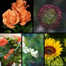 Hermosas flores de jardín campana. Las 25 Flores Silvestres Mas Comunes Bonitas Y Faciles De Cultivar