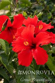 Image result for Hibiscus kirkii