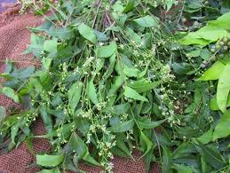 Kandungan alami dalam daun ini sanggup menetralisir selain 10 manfaat di atas daun jarum tujuh bintang juga memiliki khasiat dan manfaat untuk mengobati luka bakar ringan, mencegah sulit buang. 18 Manfaat Daun Intaran Untuk Kesehatan Tubuh Manfaat Co Id