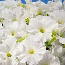 Aladdin White Petunia Annual Flowers Petunias Flower Seeds