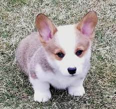 We have lovable, fun, and healthy to do pups! Pembroke Welsh Corgi Puppy For Sale Adoption Rescue For Sale In Ottumwa Iowa Classified Americanlisted Com