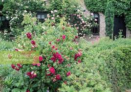 Rosa gallica charles de mills. Rosa Gallica Charle Stock Photo By Friedrich Strauss Image 0808195
