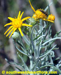 Image result for Nesogenaceae