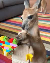 Pin On Cute Animals For A Bad Day
