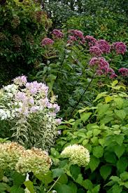 Pin On Garden Perennials Sun