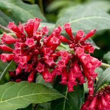 Image result for Cestrum elegans