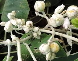 Image result for Argyreia