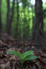 Image result for Liparis nervosa