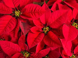 Do not worry if you are unable to get your poinsettia to rebloom your first time. Tips Information About Poinsettia Gardening Know How