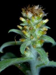 Image result for Gnaphalium polycaulon