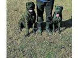 Cannot keep because landlord will not allow. Puppyfinder Com Cane Corso Puppies Puppies For Sale Near Me In Augusta Georgia Usa Page 1 Displays 10