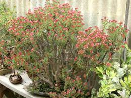 Crassula lignosa, crassula parvisepala, crassula sarcocaulis subsp crassula sarcocaulis is a low growing shrub, up to 2 feet (60 cm) tall, with a. Crassula Sarcocaulis Ken Aslet Ken Aslet Bonsai Crassula Crassula Succulentopedia Succulents Cacti Blooming Succulents Cacti And Succulents Succulents