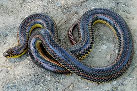 The yellow rat snakes have strips of black and yellow running the length of their bodies, from head to tail. Snakes Of Virginia