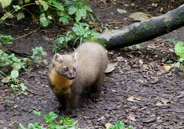 Hält sich ein marder im garten auf, handelt es sich mit hoher wahrscheinlichkeit um den steinmarder (martes foina). Der Baum Und Steinmarder Waldwissen Baumspenden Stiftung Unternehmen Wald