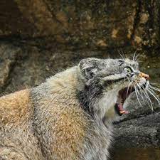 pin by shigella deshige on pallas cat pallas s cat cat family wild cats