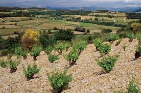 The production is in the range of 25 hl/hectare. Beaumes De Venise And Vinsobres Rhone S New Faces Decanter