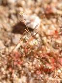 Image result for Hypertelis