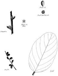 Image result for Bridelia scleroneura